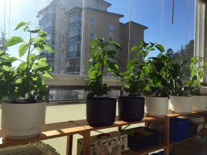 Indoor plants near large bay window overlooking cityscape