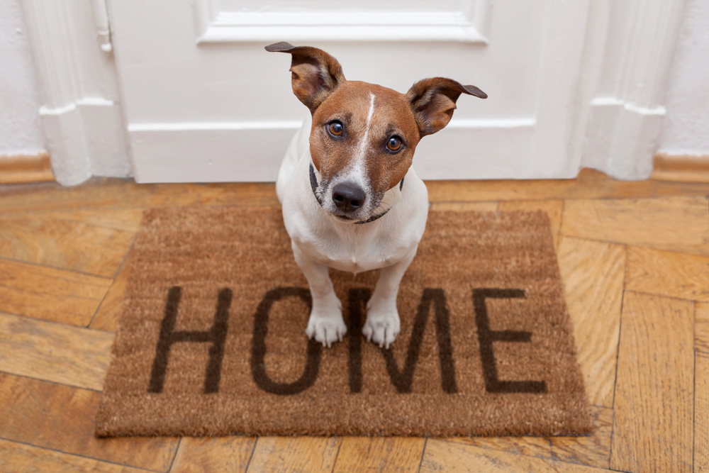 Does Radon Affect Pets?